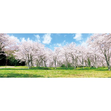 満開の桜(パノラマ)