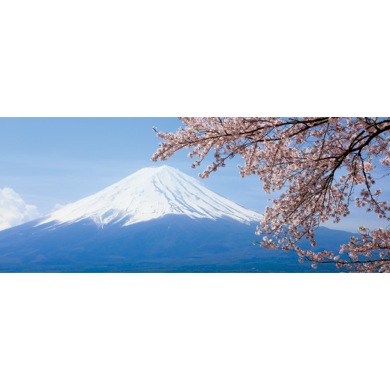 満開の桜と富士山(パノラマ)