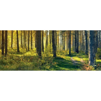 秋の森と小路(パノラマ)
